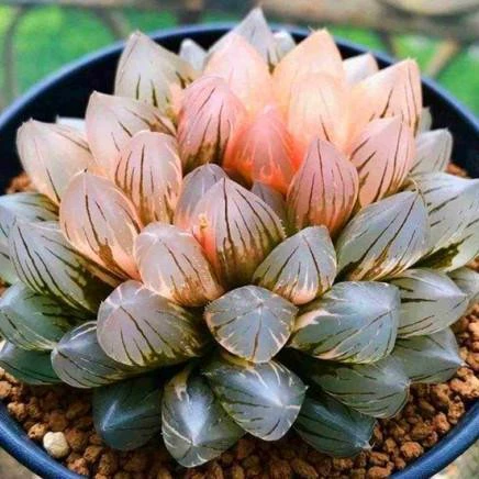 Набор суккулентов премиум-класса из нефрита с Haworthia Fasciata, золотистым нефритовым суккулентом и комнатным растением в горшке Ice Lantern.