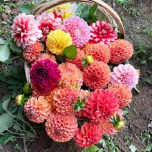 重瓣大丽花种球根大丽菊地瓜花根块室内盆栽庭院地栽四季花卉植物