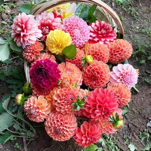 Double Dahlia Seed Bulbs, Dahlia Sweet Potato Flower Root Blocks, Indoor Potted Courtyard Ground Planting Four-Season Flower Plants