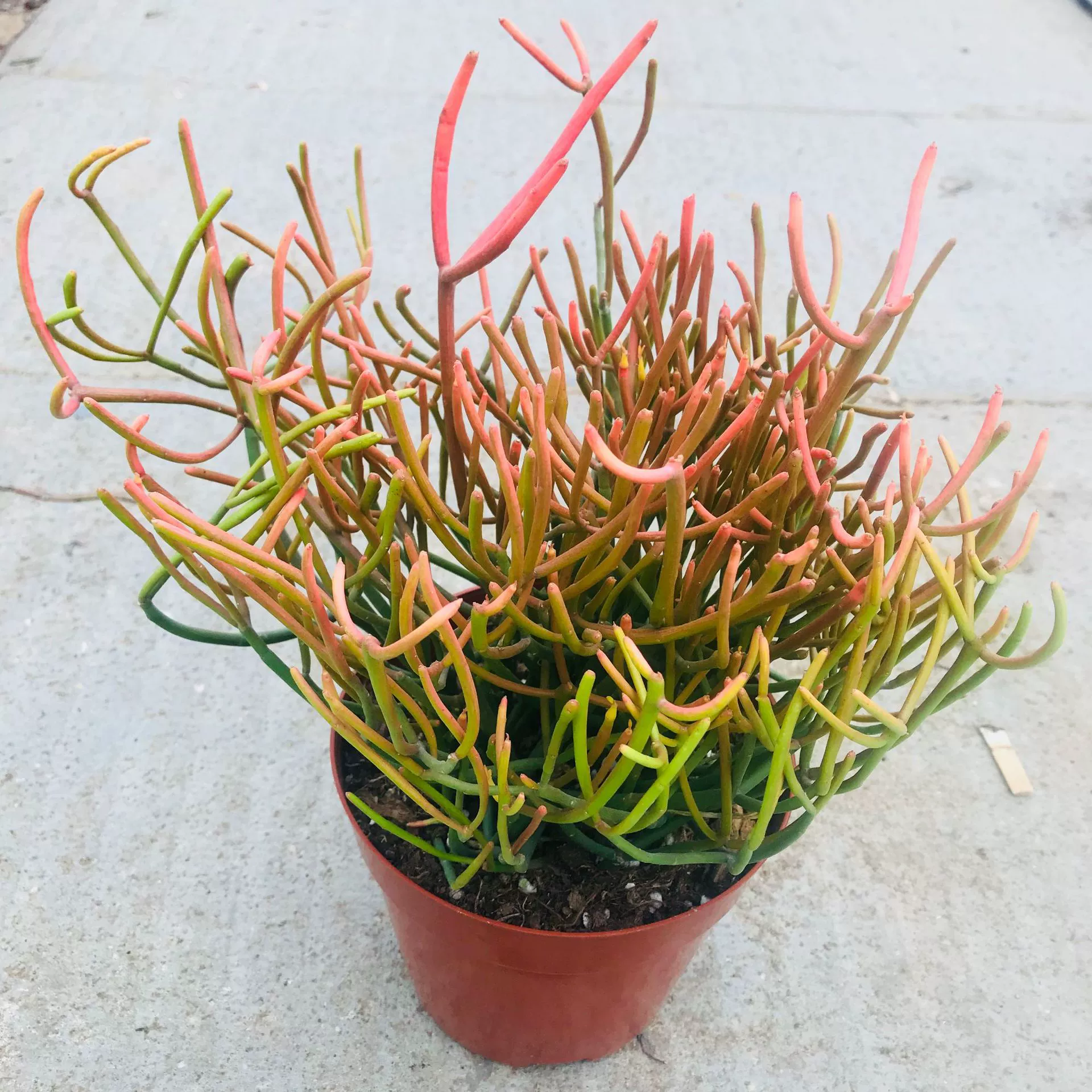 Мятные растения Продажи в горшках Красный Коралл Мятные офисные настольные растения в горшках Новички Легко вырастить забавные растения оптом