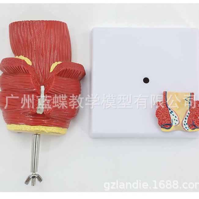 ֱ���̴�����ģ�� �̴�������� ���Ÿس��� ��ֱ������ģ��