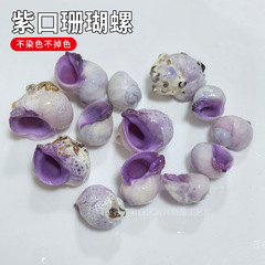 寄居蟹替え殻天然サザエ貝殻画金魚鉢造景アクセサリー材料巻き貝繁殖紫口サンゴサザエ