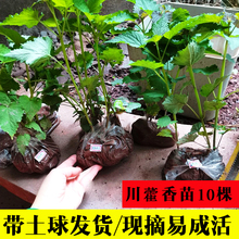 �Ĵ������~޽���玧���l ��ʳ��ֲ�������{ζ��ݷNֲ�~������l