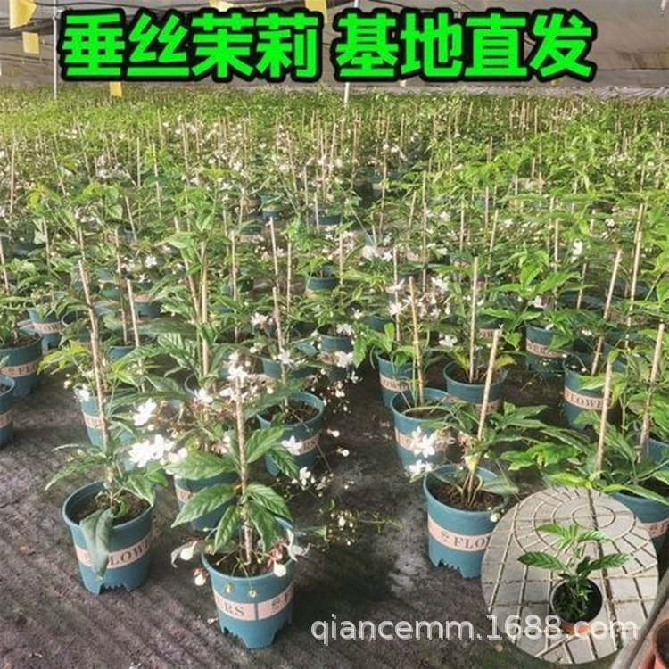 Шанг Жасмин горшечная ветряная мельница Жасмин зеленое растение Крытый белый бабочка четыре сезона Цветущий аромат висит растение