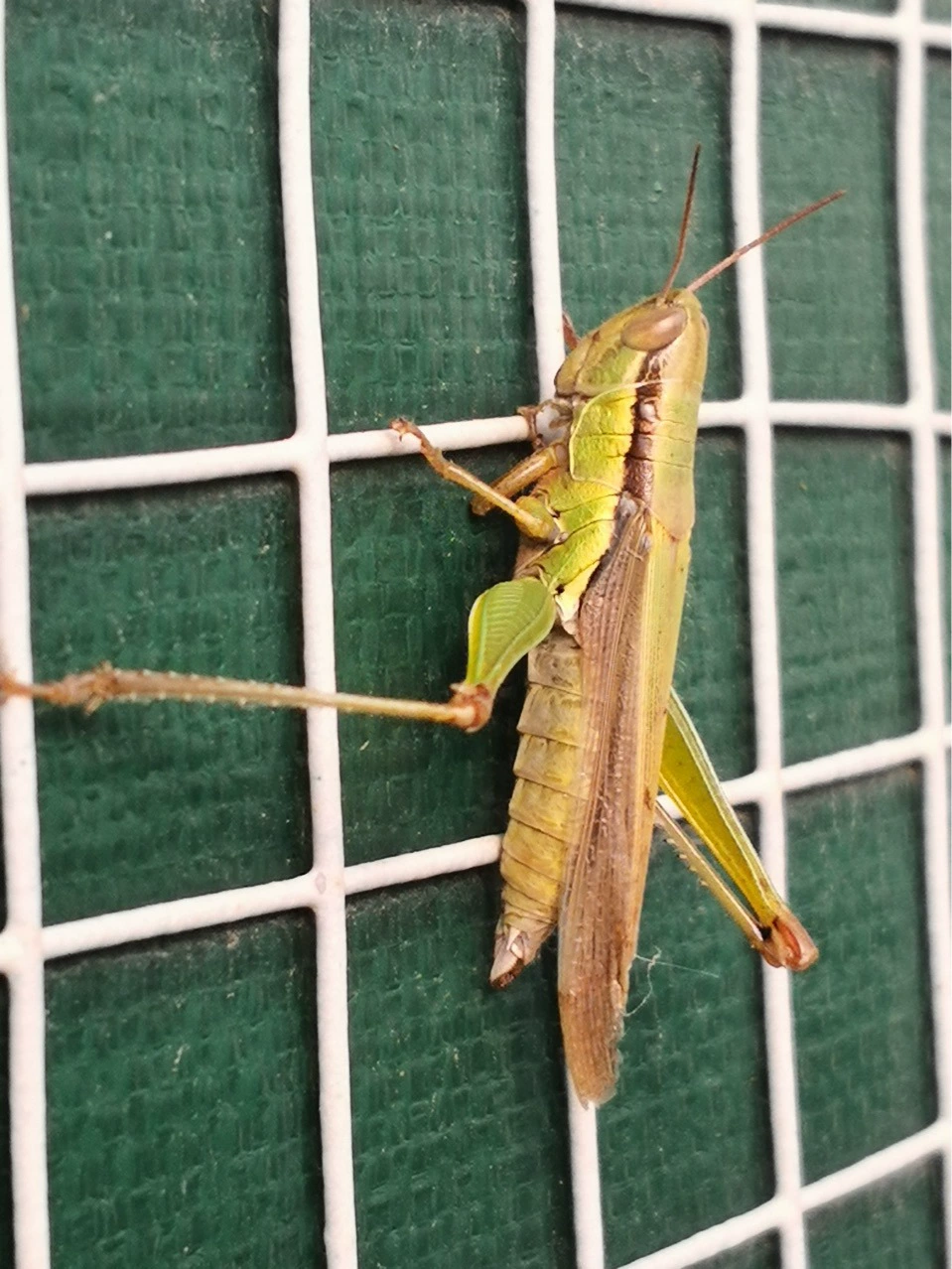 Техасская фабрика Shenshun MRR868 тепличное анти-УФ изоляционное одеяло из тканого материала