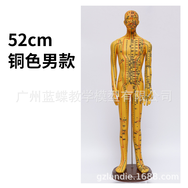 �������ģ���˾���Ѩλ��ҽȫ��ʮ��ͭ��ģ��ͼ��������ϰСƤ��