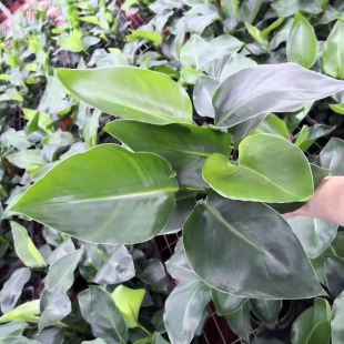 Base Direct Sales of Foliage Plants Indoor Small Potted Strelitzia Reginae Purifying Air 0.3 Gallons of Birds of Paradise