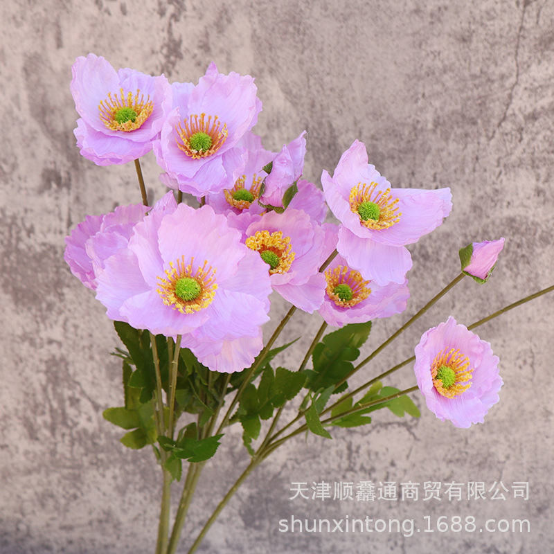 不植绒款虞美人紫色1