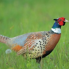 观赏鸡价格现货供应公母七彩山鸡婆罗门鸡价格便宜珍珠贵妃鸡活体