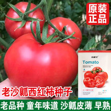 ɳȿtNӴļԴtɳȿtN}Ů