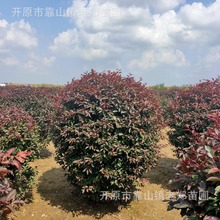 ��֦�t�~����t�~��ΗU��50-2�׹ڷ�С�^�G���Ľ����~����G�h��