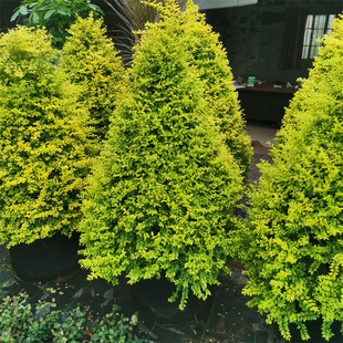 ����Ůؑ��������Ůؑ�����ͥԺ�e���̨�ԷN�͟��ͺ����Rֲ��