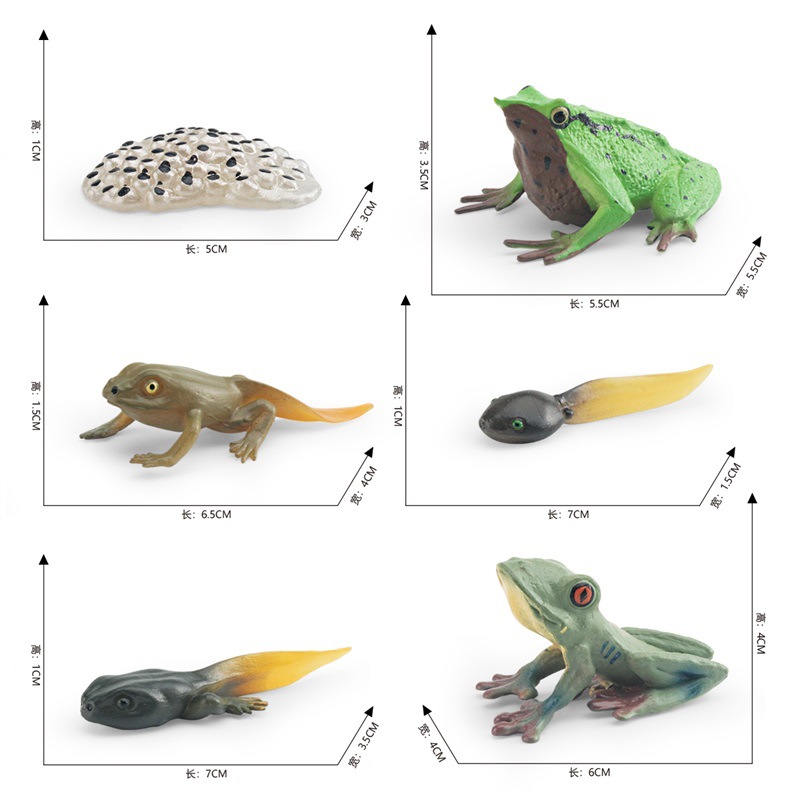 Modelo de ciclo de crecimiento de rana de simulación de exportación transfronteriza cognición Darwin Rana árbol proceso de crecimiento adornos estáticos