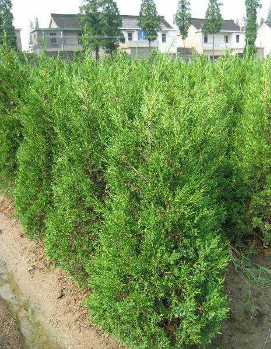 Ханчжоу Xiaoshan можжевельник озеленение прямые продажи офис Инженерная детская база оптом можжевельник большие поставки