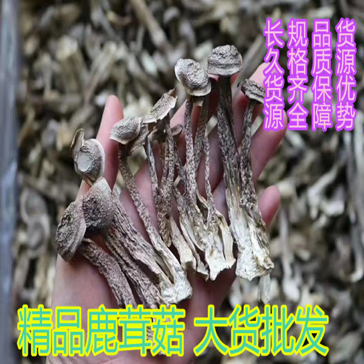 鹿茸菇干品批发产地货源 鹿茸菇食用菌七彩菌汤包配料500克/件|ru