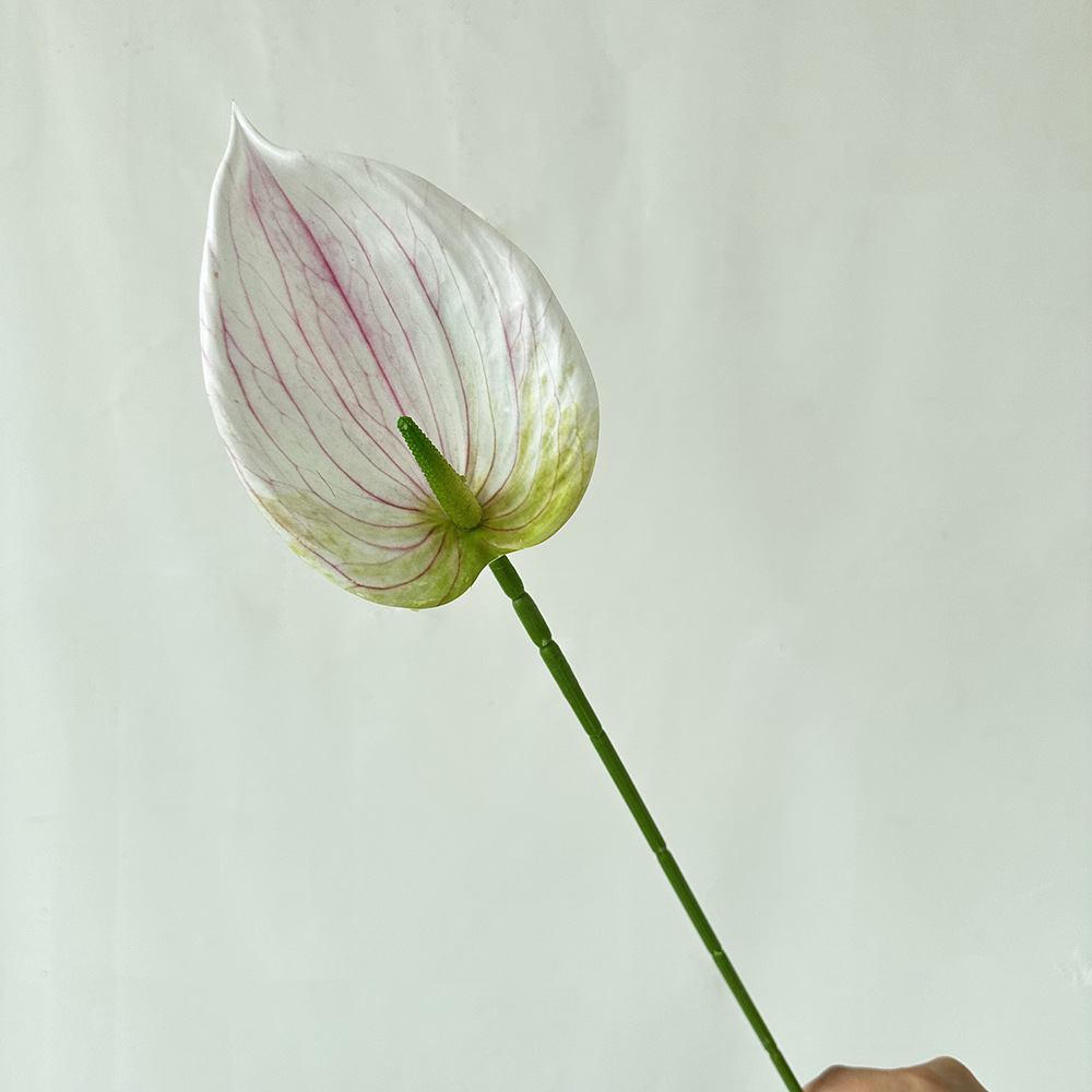 단일 부드러운 고무 관음 연꽃 유백색
