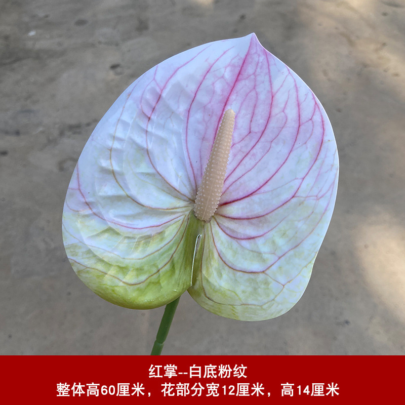 팜-화이트 배경 파우더 그레인 업그레이드