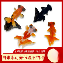 小金鱼活鱼观赏鱼冷水淡水红鱼锦鲤鱼好养耐活鸿运当头国粹金鱼