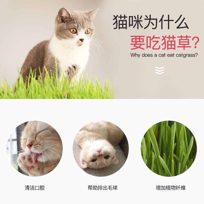 Hierba para gatos Juego de plantación de semillas de hierba para gatos hidropónica Crema para eliminar la piel para gatos Bolas para eliminar semillas de hierba para gatos Aperitivos para gatos Menta para gatos