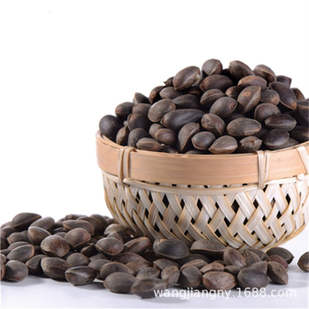 Юньнань Черная сосна Рассада Американская Бразилия Сосновая рассада Орех Рассада Фрукты Сосновая рассада Северо-Восточная Корейская сосна Рассада