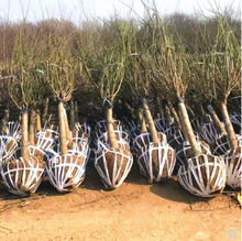 һ�����l÷������t÷����ԭ���t÷����ͥԺ�������Ԙ䘶�辰�t÷