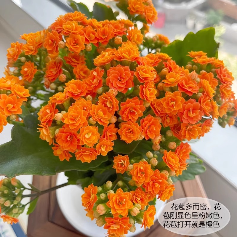 쌀오렌지(싹이 있어 사계절 꽃이 핀다) 무료비료