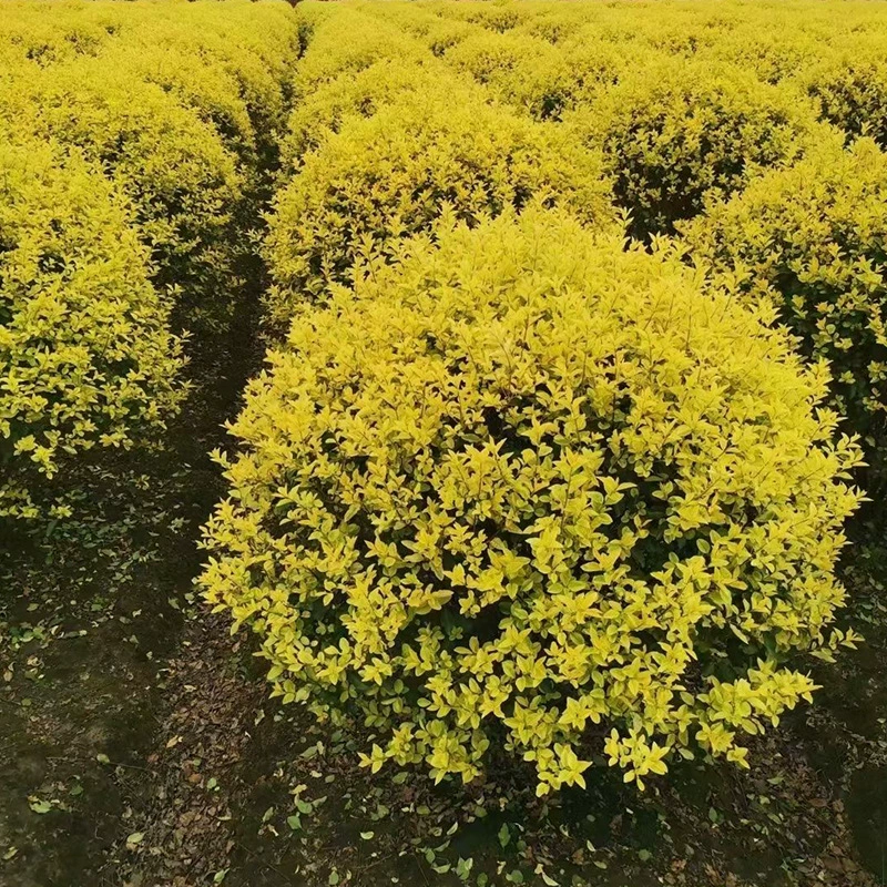 Базовый оптовый бутик Jinhe Ligustrum lucidum ball озеленение проект бутик Кустарниковый шар лимонный Ligustrum lucidum мяч в наличии