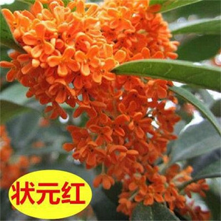 ��Ԫ�t�𻨘���������ͻ���ͥԺ�����ļ���������K�޽��ļ��_