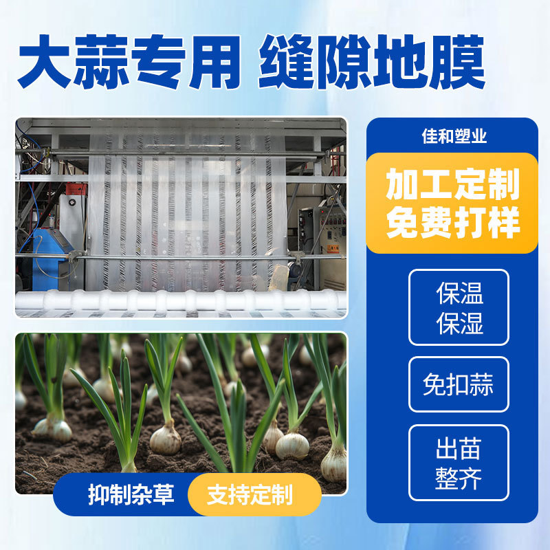 Garlic Seedlings Are Shipped Neatly and on Time with a Gap Mulch Film That Is Resistant to Pulling. Garlic Blinds Are Free of Hooks Garlic Seedlings Are Shipped Neatly and on Time with a Gap Mulch Film That Is Resistant to Pulling. Garlic Blinds Are Free of Hooks