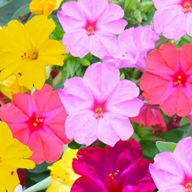 种子;其他园林植物;灌木