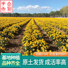 孔雀草子 孔雀草子批發 促銷價格 產地貨源 阿里巴巴