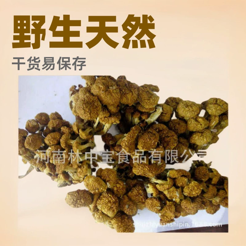 Обработка и сбор дикорастущих съедобных грибов, оптовая продажа сухих продуктов, запасы сельскохозяйственной продукции, съедобные золотые грибы