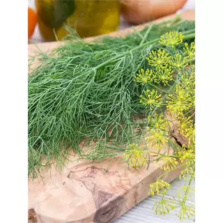 茴香种子种籽苗秧食用小回香盆栽秧苗籽种茴香菜苗种带根菜苗菜籽
