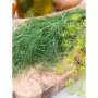 食用盆栽根菜小回香种子
