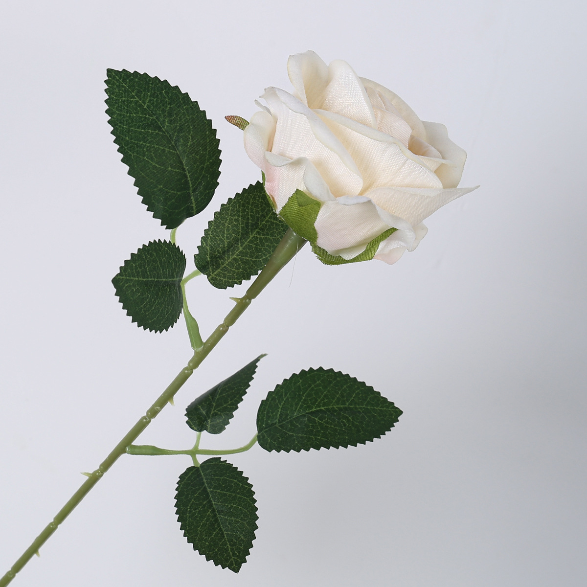 장미 샴페인 컬러 한 송이 (벨벳)
