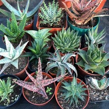 �����J�C�M���ײͶ��� ���B�҃�ֲ�������С���� �̨¶�B�Ϙ�