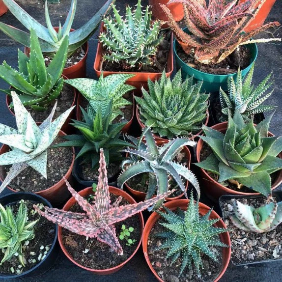 Набор суккулентов «Супер Алоэ Вера»: легкие в уходе комнатные растения, рассада, маленькие растения в горшках для балкона и улицы