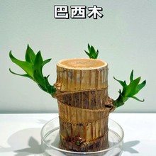 巴西木水培养幸运木带芽开花卉室内桌面办公室绿植盆栽客厅办公桌
