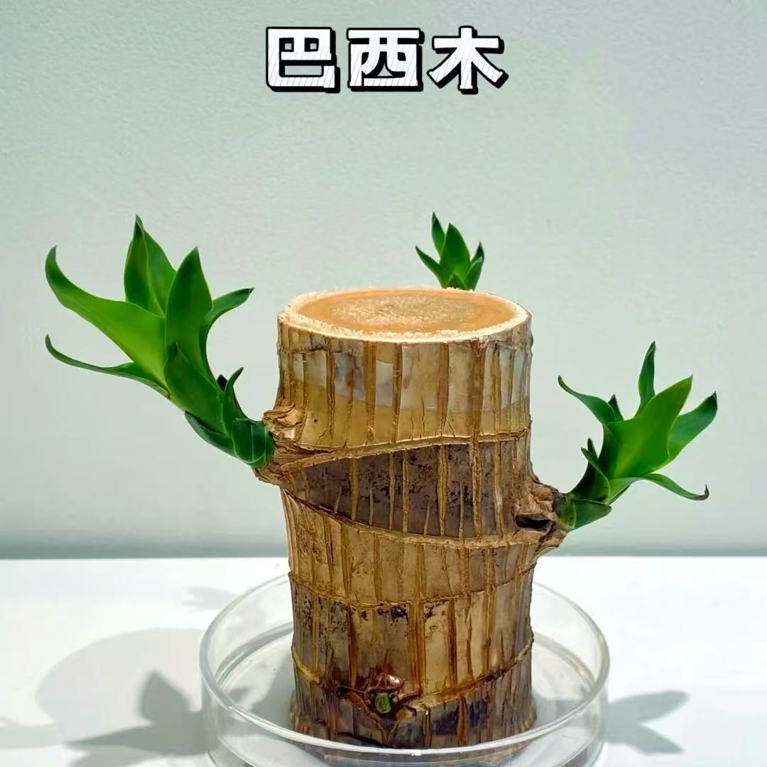 巴西木水培养幸运木带芽开花卉室内桌面办公室绿植盆栽客厅办公桌