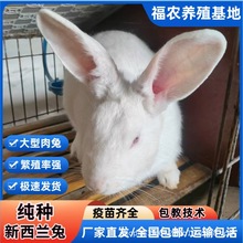 ���N�����m�����Bֳ�S�F؛���l�����m�N�û��w����ɫ�����m����