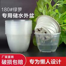 绿萝专用储水外花盆懒人自动吸水盆透明PP塑料杯免浇水水培花盆