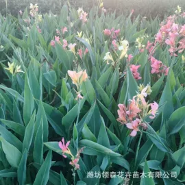 宿根花卉;一二年生花卉;灌木