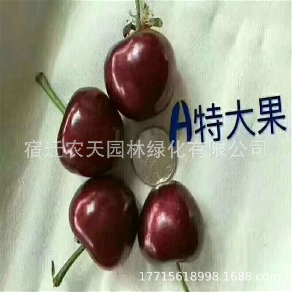A特一件代发绿丰嫁接车厘子树苗大樱桃树樱桃苗果树果南北方种植