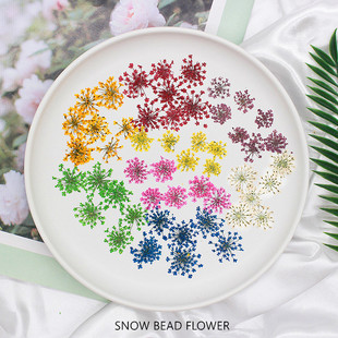 Snow Pearl Flower Dried Flower Baffle Flower Wholesale Plant Photo Frame Manicure Face Handmade Real Flower Material Package Source Factory 12