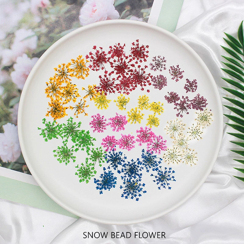 Снежный жемчуг Цветок сушеный цветок перегородка Цветок оптом Завод Фоторамка Nail Art Лицо ручной работы Настоящий цветок Материал Пакет Источник Фабрика 12