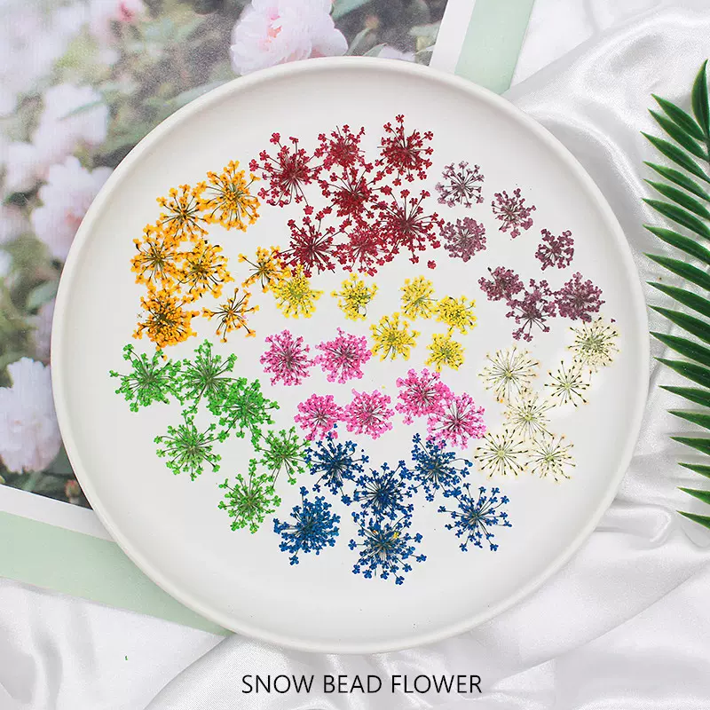 雪珠花干花押花批发植物相框美甲贴脸手工真花材料包源头工厂12朵