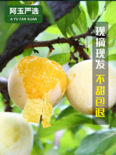 纯甜冰糖李子四川桃花李不是蜂糖李子果新鲜蜂蜜黄金奈李当季水果