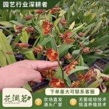 �t���л������mƿ��M�����״�� �҃������Ի��� ����r��