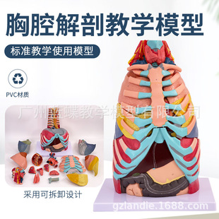 人体胸腔附内脏解剖模型心脏肝肺呼吸系统模型呼吸科医学教具-阿里巴巴