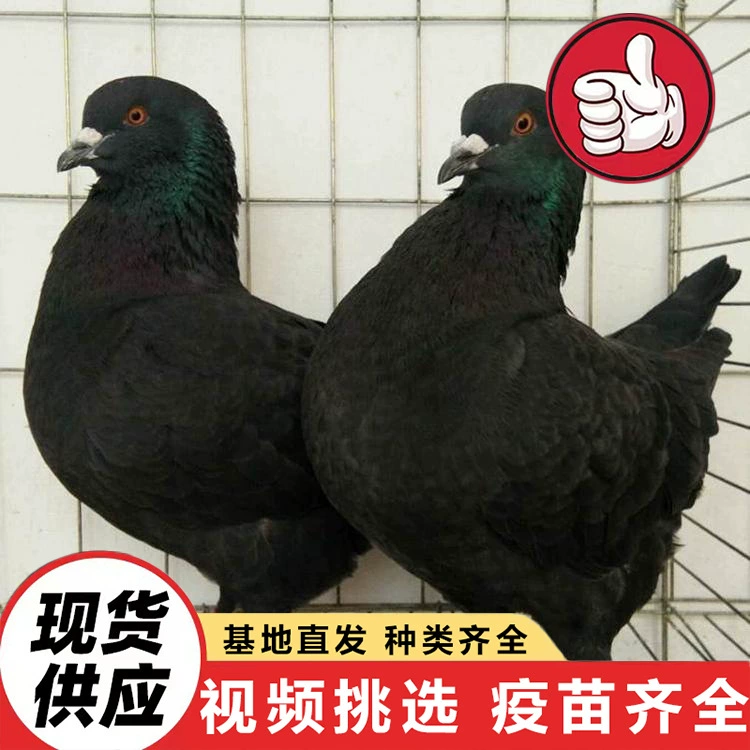 Цены на живых черных монетных голубей на фермах, пары белоголовых королевских голубей, домашних питомцев-голубей, мясных голубей